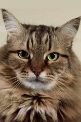 COMMISSIONED Cat portraits email coledane@gmail.com